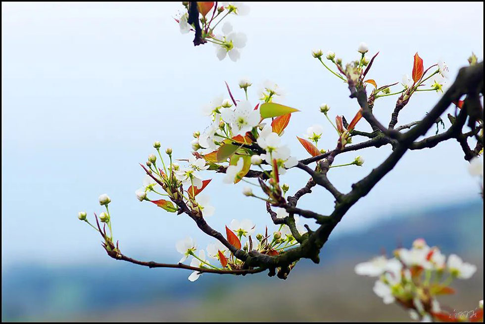 【春天，广西桂林灌阳县向您发出邀请！】我们在灌阳看梨花 - 游山玩水 - 玉树生活社区 - 玉树28生活网 ys.28life.com