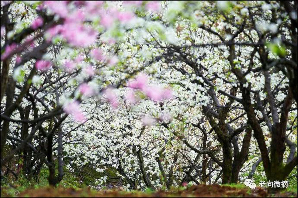 【春天，广西桂林灌阳县向您发出邀请！】我们在灌阳看梨花 - 游山玩水 - 玉树生活社区 - 玉树28生活网 ys.28life.com