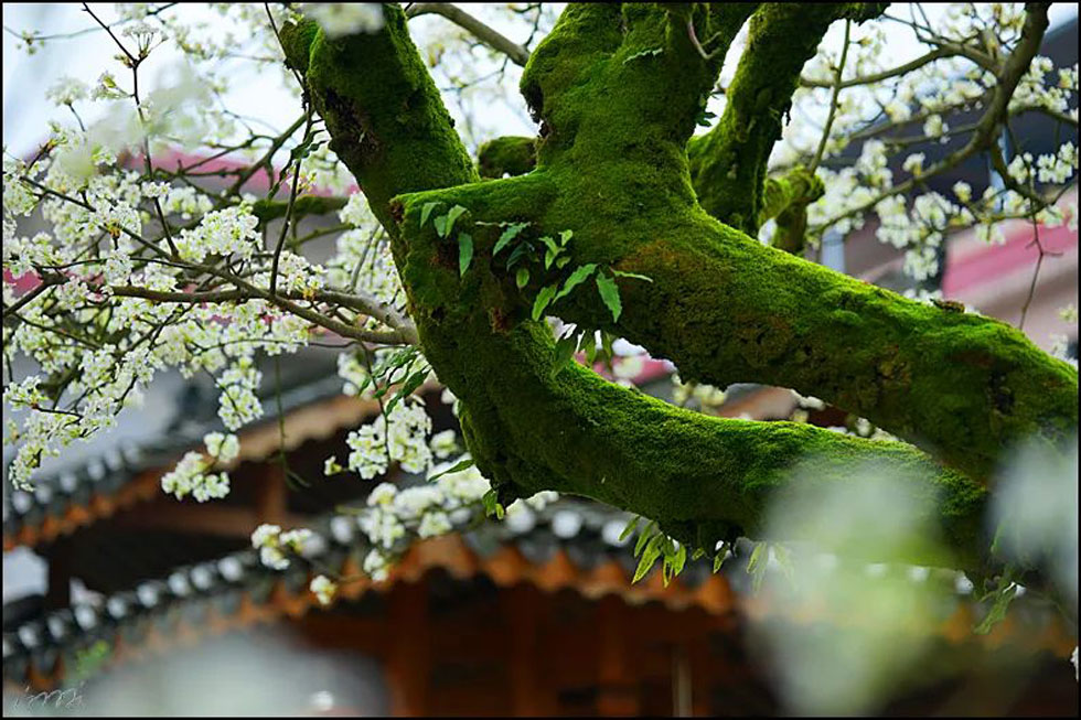 【春天，广西桂林灌阳县向您发出邀请！】我们在灌阳看梨花 - 游山玩水 - 玉树生活社区 - 玉树28生活网 ys.28life.com