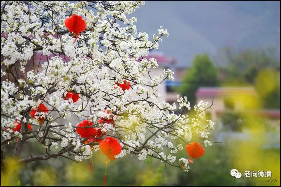 【春天，广西桂林灌阳县向您发出邀请！】我们在灌阳看梨花 - 游山玩水 - 玉树生活社区 - 玉树28生活网 ys.28life.com