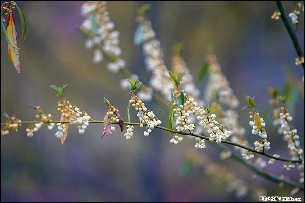 【春天，广西桂林灌阳县向您发出邀请！】米珠山前有片山苍子花在飘香 - 游山玩水 - 玉树生活社区 - 玉树28生活网 ys.28life.com