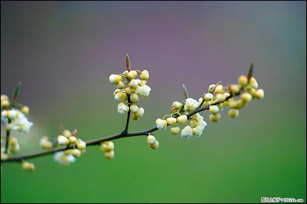 【春天，广西桂林灌阳县向您发出邀请！】米珠山前有片山苍子花在飘香 - 游山玩水 - 玉树生活社区 - 玉树28生活网 ys.28life.com