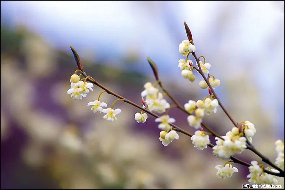 【春天，广西桂林灌阳县向您发出邀请！】米珠山前有片山苍子花在飘香 - 游山玩水 - 玉树生活社区 - 玉树28生活网 ys.28life.com