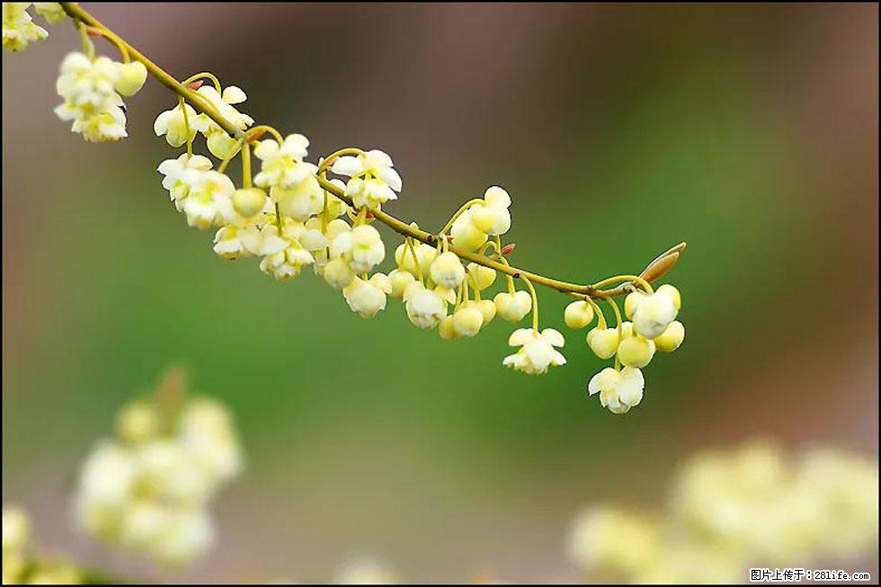【春天，广西桂林灌阳县向您发出邀请！】米珠山前有片山苍子花在飘香 - 游山玩水 - 玉树生活社区 - 玉树28生活网 ys.28life.com