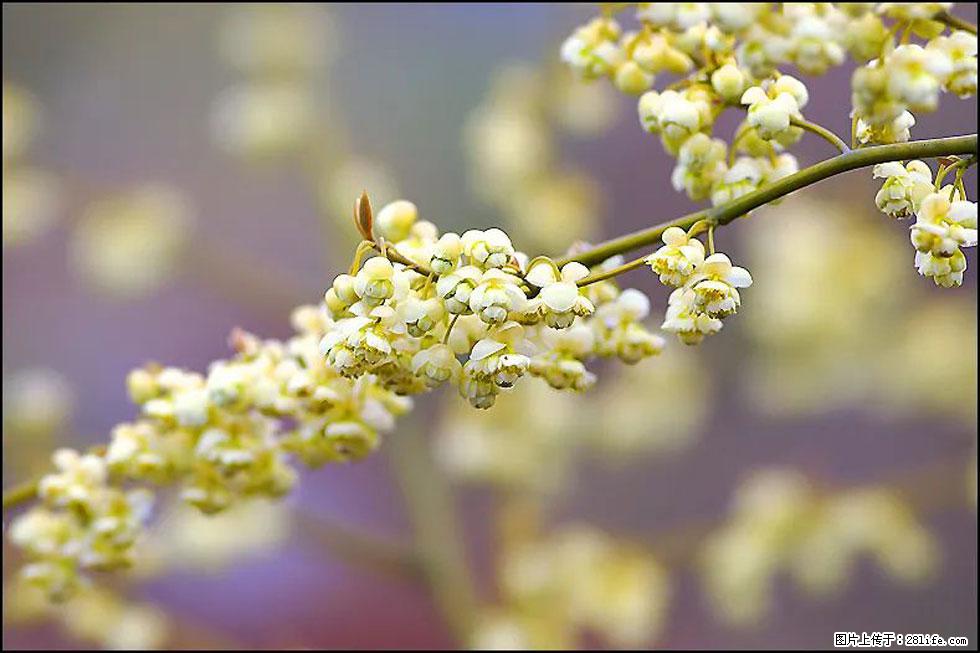 【春天，广西桂林灌阳县向您发出邀请！】米珠山前有片山苍子花在飘香 - 游山玩水 - 玉树生活社区 - 玉树28生活网 ys.28life.com