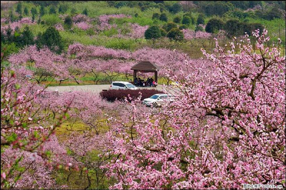 【春天,广西桂林灌阳县向您发出邀请!】官庄村有个醉美的桃花园 - 游山玩水 - 玉树生活社区 - 玉树28生活网 ys.28life.com