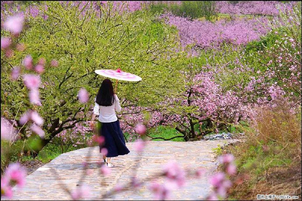 【春天,广西桂林灌阳县向您发出邀请!】官庄村有个醉美的桃花园 - 游山玩水 - 玉树生活社区 - 玉树28生活网 ys.28life.com
