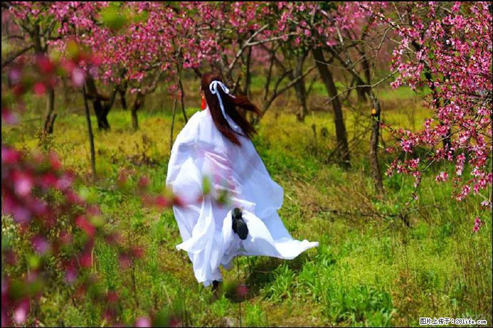 【春天,广西桂林灌阳县向您发出邀请!】官庄村有个醉美的桃花园 - 游山玩水 - 玉树生活社区 - 玉树28生活网 ys.28life.com