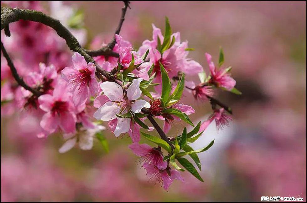 【春天,广西桂林灌阳县向您发出邀请!】官庄村有个醉美的桃花园 - 游山玩水 - 玉树生活社区 - 玉树28生活网 ys.28life.com