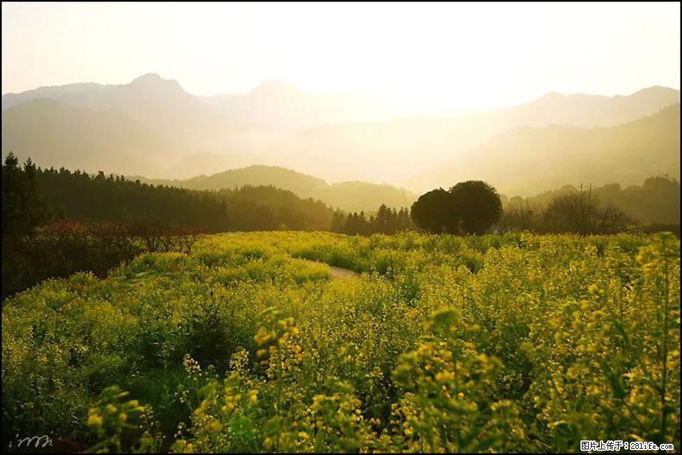 【春天，广西桂林灌阳县向您发出邀请！】长坪村油菜盛情花开 - 游山玩水 - 玉树生活社区 - 玉树28生活网 ys.28life.com
