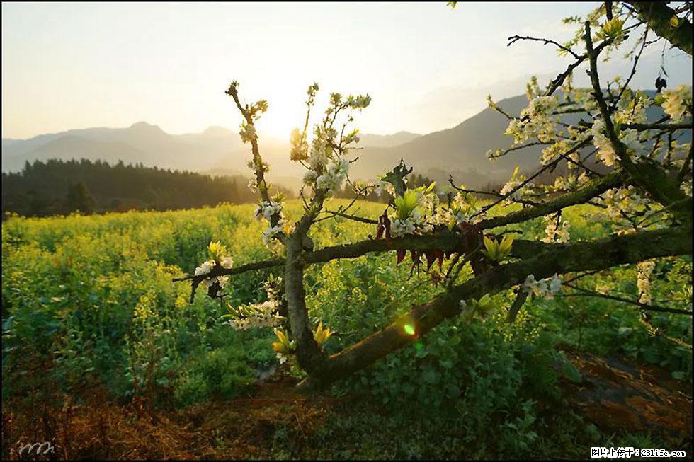 【春天，广西桂林灌阳县向您发出邀请！】长坪村油菜盛情花开 - 游山玩水 - 玉树生活社区 - 玉树28生活网 ys.28life.com