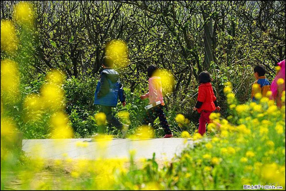 【春天，广西桂林灌阳县向您发出邀请！】长坪村油菜盛情花开 - 游山玩水 - 玉树生活社区 - 玉树28生活网 ys.28life.com
