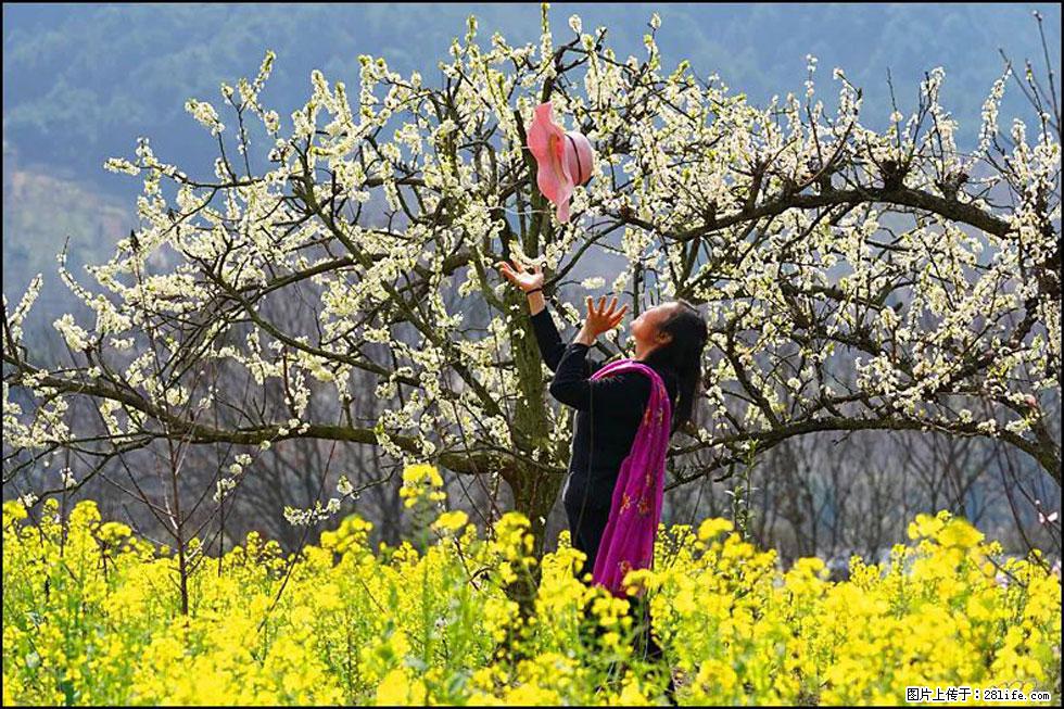 【春天，广西桂林灌阳县向您发出邀请！】长坪村油菜盛情花开 - 游山玩水 - 玉树生活社区 - 玉树28生活网 ys.28life.com