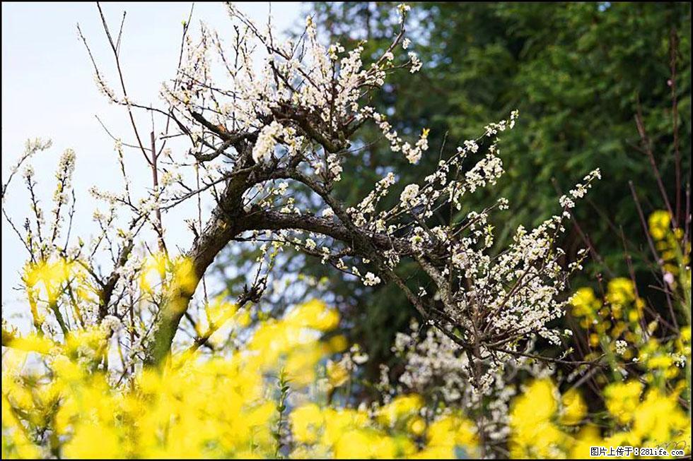 【春天，广西桂林灌阳县向您发出邀请！】长坪村油菜盛情花开 - 游山玩水 - 玉树生活社区 - 玉树28生活网 ys.28life.com