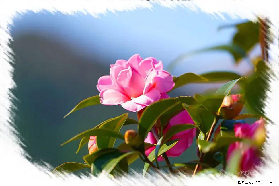 【春天,广西桂林灌阳县向您发出邀请!】杨柳井茶花惹人爱 - 游山玩水 - 玉树生活社区 - 玉树28生活网 ys.28life.com