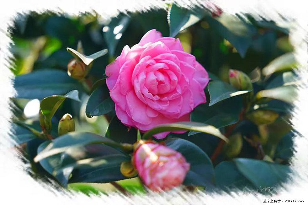 【春天,广西桂林灌阳县向您发出邀请!】杨柳井茶花惹人爱 - 游山玩水 - 玉树生活社区 - 玉树28生活网 ys.28life.com