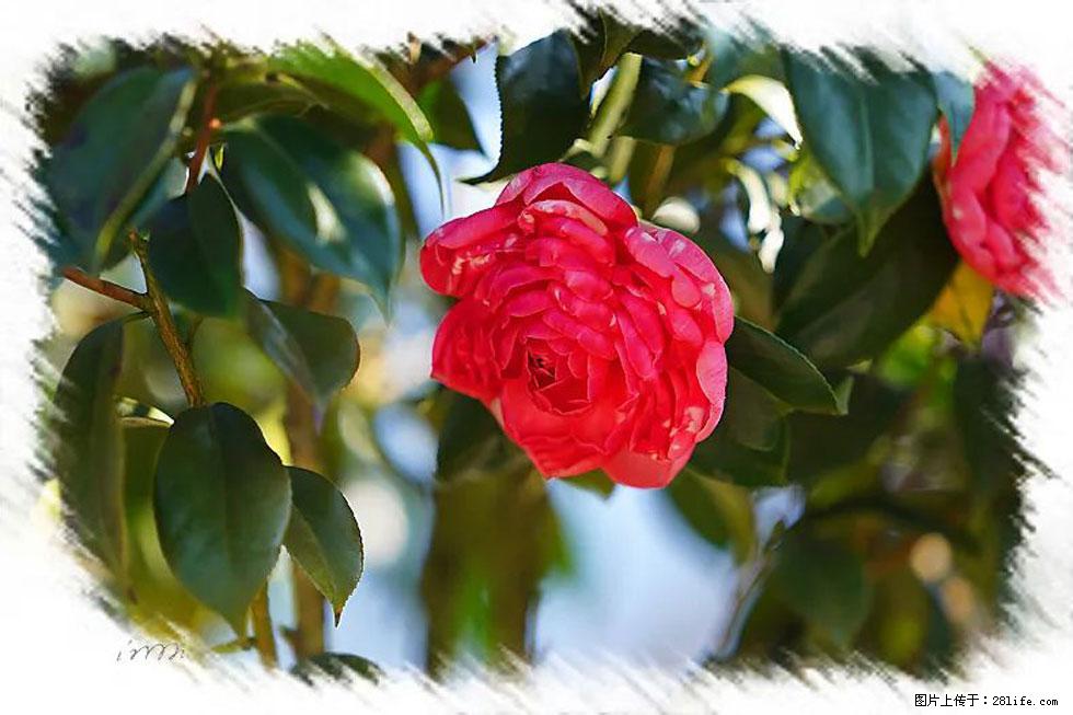 【春天,广西桂林灌阳县向您发出邀请!】杨柳井茶花惹人爱 - 游山玩水 - 玉树生活社区 - 玉树28生活网 ys.28life.com