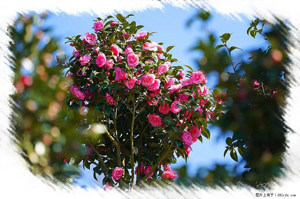 【春天,广西桂林灌阳县向您发出邀请!】杨柳井茶花惹人爱 - 游山玩水 - 玉树生活社区 - 玉树28生活网 ys.28life.com