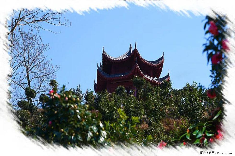 【春天,广西桂林灌阳县向您发出邀请!】杨柳井茶花惹人爱 - 游山玩水 - 玉树生活社区 - 玉树28生活网 ys.28life.com