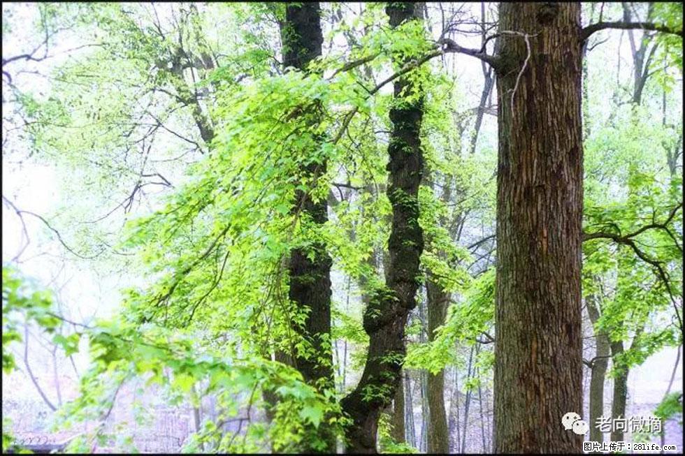 【春天，广西桂林灌阳县向您发出邀请！】在小龙村与春天约会 - 游山玩水 - 玉树生活社区 - 玉树28生活网 ys.28life.com