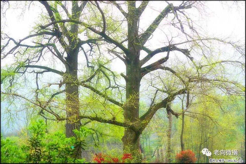 【春天，广西桂林灌阳县向您发出邀请！】在小龙村与春天约会 - 游山玩水 - 玉树生活社区 - 玉树28生活网 ys.28life.com