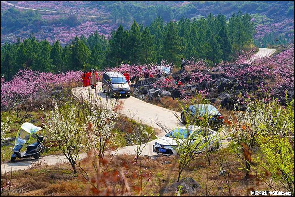【春天，广西桂林灌阳县向您发出邀请！】望月岭上桃花开 - 游山玩水 - 玉树生活社区 - 玉树28生活网 ys.28life.com