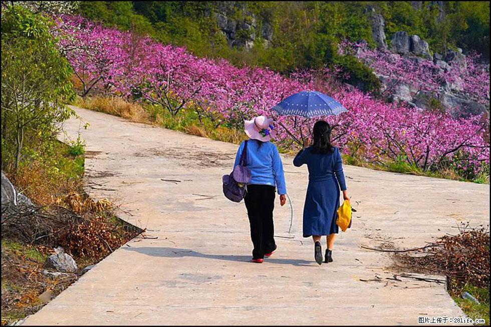 【春天，广西桂林灌阳县向您发出邀请！】望月岭上桃花开 - 游山玩水 - 玉树生活社区 - 玉树28生活网 ys.28life.com