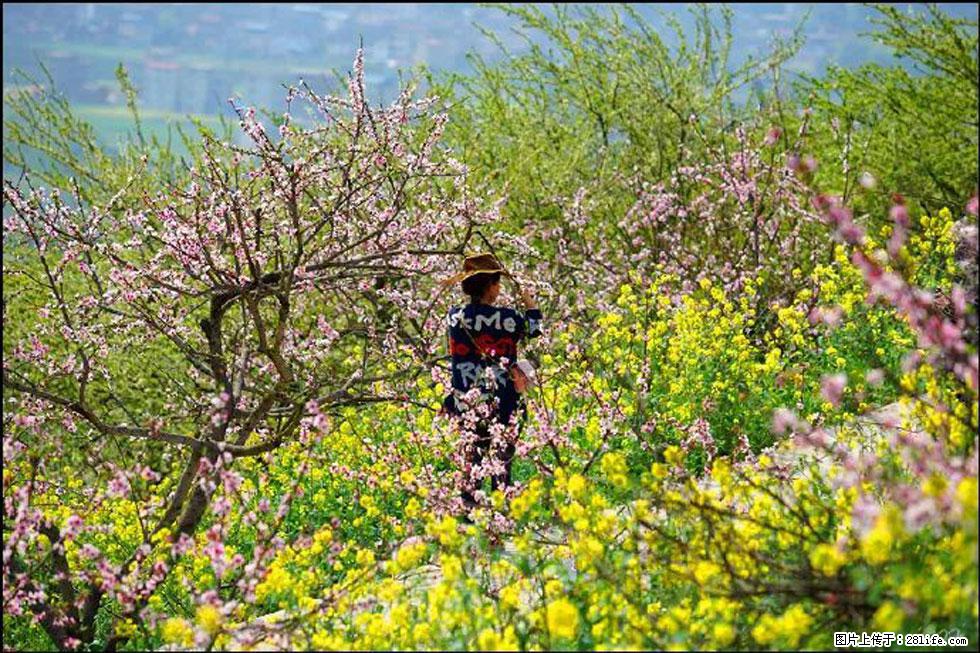 【春天，广西桂林灌阳县向您发出邀请！】望月岭上桃花开 - 游山玩水 - 玉树生活社区 - 玉树28生活网 ys.28life.com