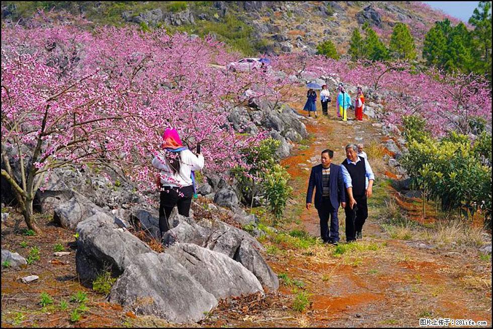 【春天，广西桂林灌阳县向您发出邀请！】望月岭上桃花开 - 游山玩水 - 玉树生活社区 - 玉树28生活网 ys.28life.com