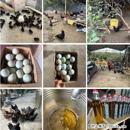 油茶园从小鸡仔开始养起的纯土鸡、土鸡蛋可以预定啦!还有前几天刚榨的纯山茶油哦 - 美食天地 - 玉树生活社区 - 玉树28生活网 ys.28life.com