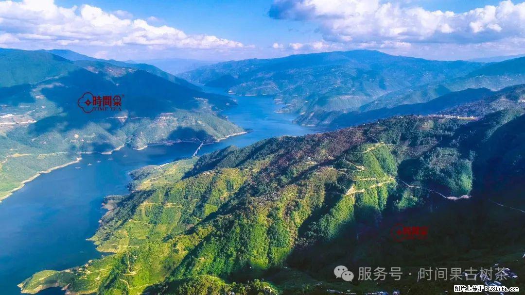 时间果百年古树龙珠普洱生茶 - 购物交流 - 玉树生活社区 - 玉树28生活网 ys.28life.com