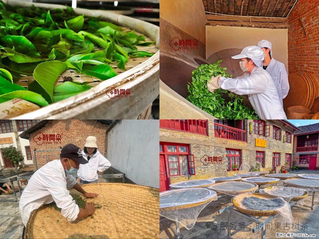 时间果百年古树龙珠普洱生茶 - 购物交流 - 玉树生活社区 - 玉树28生活网 ys.28life.com